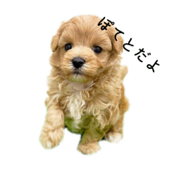 Potato(maltipoo)