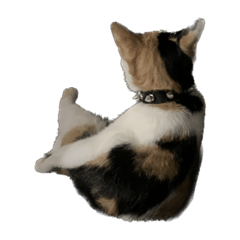 funny calico cat memes