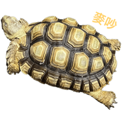 白藍Q生活貼01