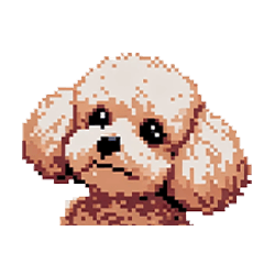 Pixel toy poodle dog brown
