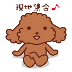 Toy poodle_red color 3