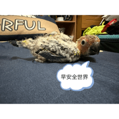 鸚鵡&狗狗