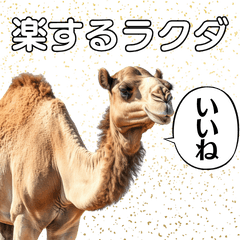 Easy Camel