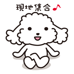 Toy poodle_white color 3