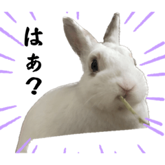 rabbit_20231025105723