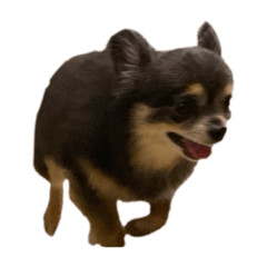 chiwawa no chiichan kuuchan