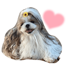 Shih Tzu JAI JAI