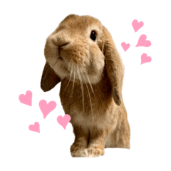 Toru bunny