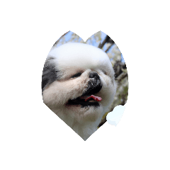 Shih tzu best sale pug puppy