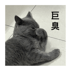 臭蛋貓