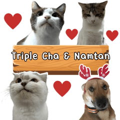 Triple Cha & Namtan