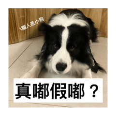 邊境牧羊犬-牧牧