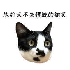 Kitsune_20231025190954 – LINE stickers | LINE STORE