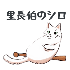 SHIRO CAT DAILY LIFE