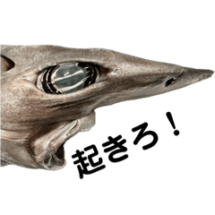 深海ザメ横顔スタンプ①