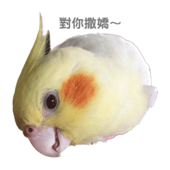 鳥鳥與A咪狗日常