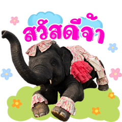 Elephant Oumboon happiness