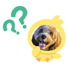maichi_20231026192113