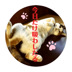 Suzu_20231026231100