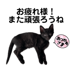 Ｔ我が家の保護猫達