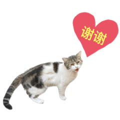 中国語しゃべる猫