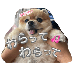 KOMI STYLE_20231027165043