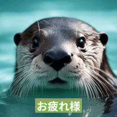 cute otter101