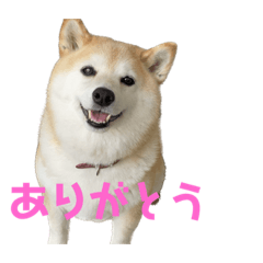 yuzuyuzu YUZU