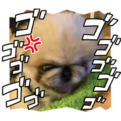 PINOKO Pekingese _2023