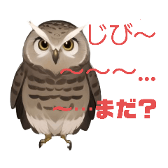 ふくろうの福太郎Fukutaro the owl