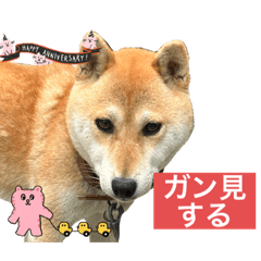 Sakura_20231028144643