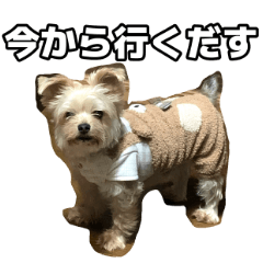 かわいいまろたんスタンプ - LINE スタンプ | LINE STORE 