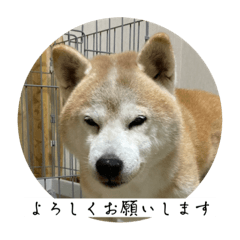 ShibaoT