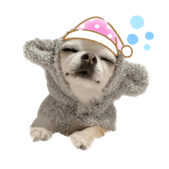 小吉寶寶們