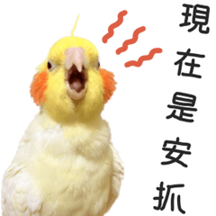 玄鳳鸚鵡奶雞-第五彈