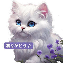 Persian cat2