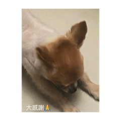 吉度感謝2