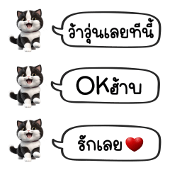 Tuxedo Cat Cute Chat : Cute Word