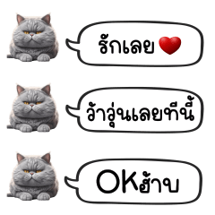 Grey Fat Cat Chat : Cute Word