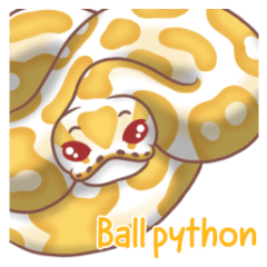 Ball python big albino (English)