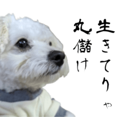 Otokomae Dog Ken 2