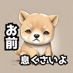 shiba dogs angry