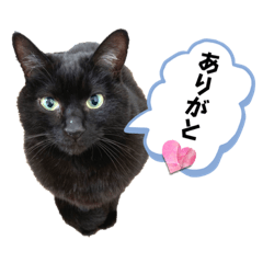 Black Cat Daily Life Stamp Vol. 2