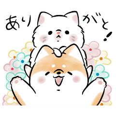 Shiba Inu Dog & Cat
