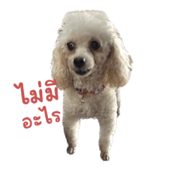 Haru The Poodle dog meme 1 revised ver.