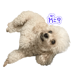 Haru & Spike the poodle dog meme 2