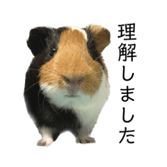 chienne_20231030014007