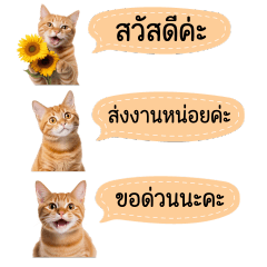 Be Friend Orange Cat - Small Chat Work
