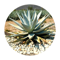 Succulents Agaves