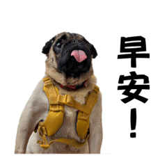 巴哥犬阿波-1｜生活實用貼圖
